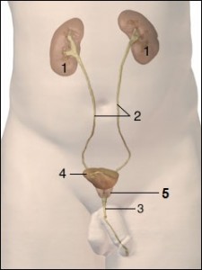 urinary-system-1